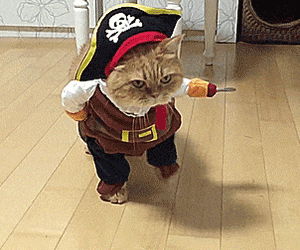 Pirate cat GIF