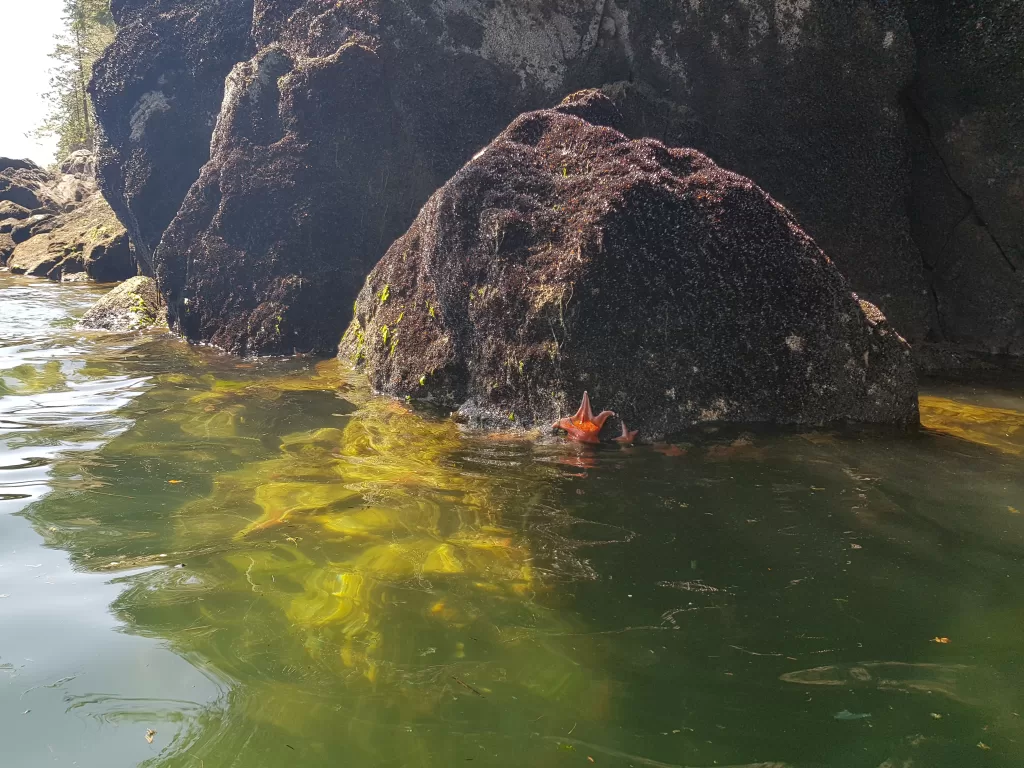 Lots of starfish on the rocks